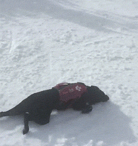 katswenski:  The sleddest of dogs.  My website – My Facebook page – See me on LINE Webtoon!   
