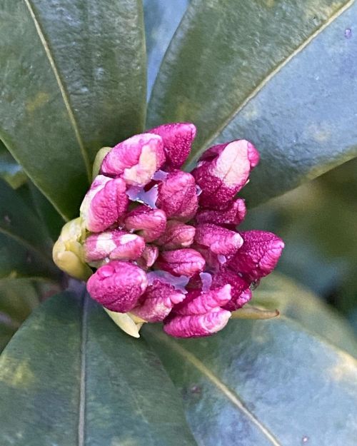 #originalphotographer #amateur #nature #winter2021 #flowerbuds #photographer on Instagram (花と森の東京病院)