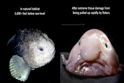 tonysopranobignaturals:tonysopranobignaturals:people think of the blobfish as the