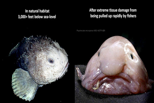 tonysopranobignaturals:tonysopranobignaturals:people think of the blobfish as the