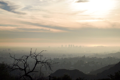 Griffth Park - Los Angeles, California 2016by morningbirdphoto 