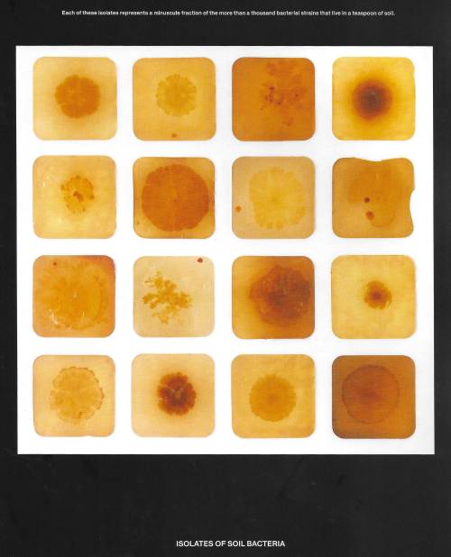 Beautiful Bacteria: Encounters In The Microuniverse - Tal Dadino (2024)