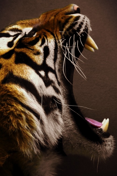 wclass:  Tiger - edited by wclass 