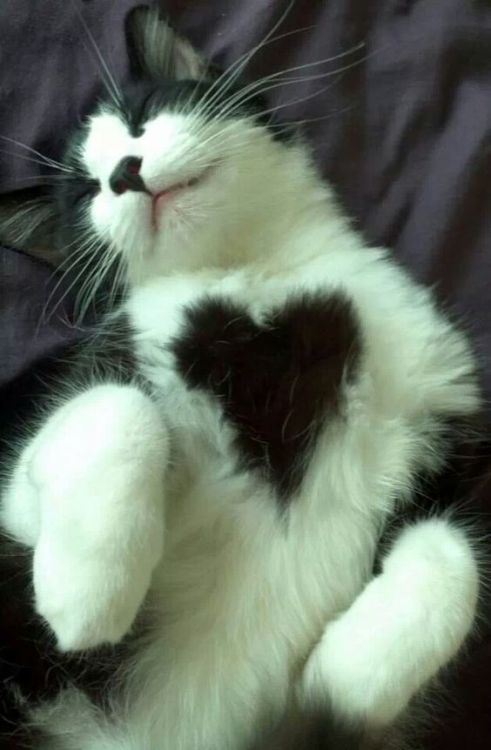 only-cutest-kittens:Kitty heart