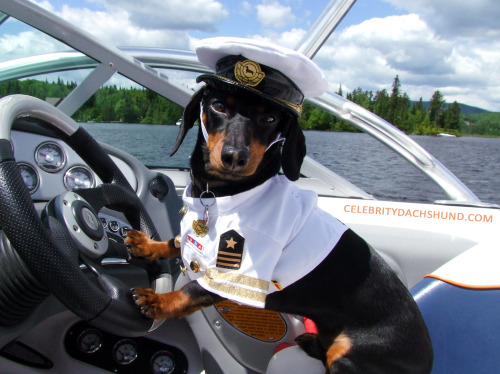 gadgetsmonster:  celebritydachshund:  Introducing Captain Crusoe – sailor of the seven seas, slayer of sea monsters, seducer of sexy mermaids, and likely the cutest nautical wiener you’ve even seen. Read the full blog post & see all the pics here: htt
