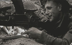 Enrique262:A British Bren Light Mg Operator Playing With A Cat.