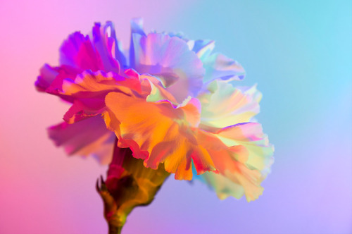 escapekit:  Neon Flowers Paris-based designer Claire Boscher shares beautiful images of neon flowers as part of photographic research she did on the theme of colourful flowers for a collaboration with Huawei. Claire chose to worked only with white flowers