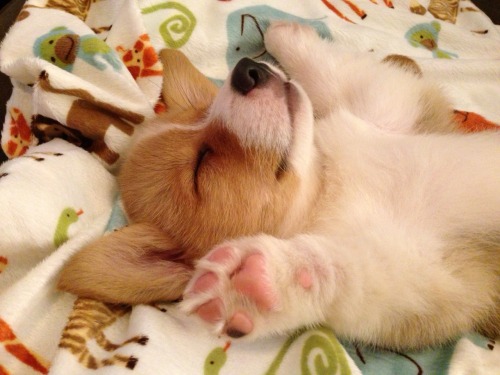 Sex corgiaddict:  cooperdacorgi:  Sleepy corgi pictures