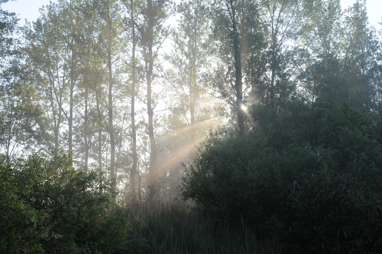 90377:  Morgensonne durchbricht den Bruchwald; Norderstapel, Stapelholm by Chironius