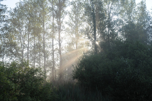 90377:  Morgensonne durchbricht den Bruchwald; Norderstapel, Stapelholm by Chironius  