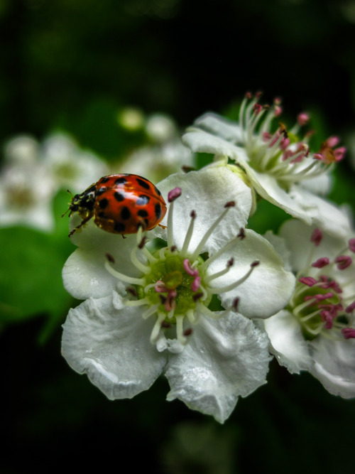 photoencounters: Ladybug wanderings. Photos by Amber Maitrejean