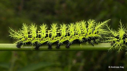 onenicebugperday:Saturniid caterpillars by Andreas Kay