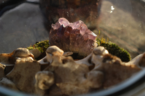Some detailed shots of a terrarium I made! found the spine on a hike!  ETSY | REDBUBBLE | SOCIETY6 |