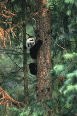 r2–d2:  Panda Cub in Tree by (Official