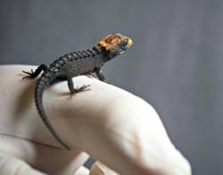 rhamphotheca:  Awesome Baby Skink Hatches