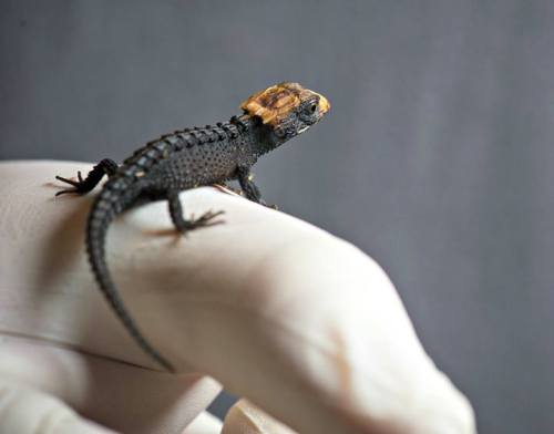rhamphotheca:  Awesome Baby Skink Hatches at Fort Wayne Children’s Zoo The Fort Wayne Children’s Zoo welcomed a new addition on February 10 – a two-inch-long Crocodile Skink (Tribolonotus gracilis). It’s the first time this lizard species has