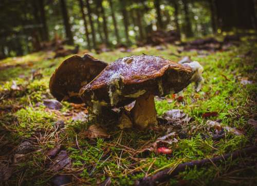 Mushrooms! I’m more active on instagram: https://www.instagram.com/oliver.photographic/