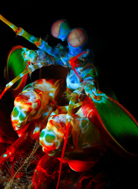 thelovelyseas:  Dark Lord Mantis by Dermal Denticles on Flickr.