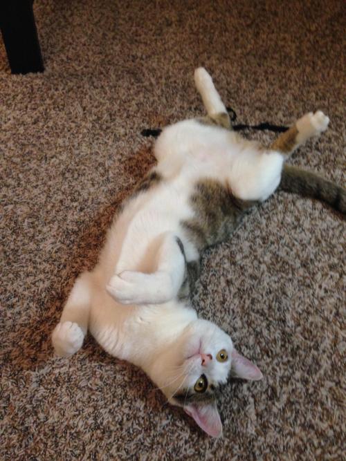 awwww-cute:  that deadly belly trap