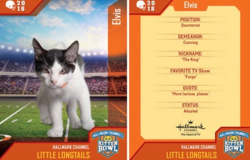 analgesicsleep:Hallmark Channel presents: KITTEN BOWL V, FEBRUARY 4, 2018Team: Little LongtailsMembe