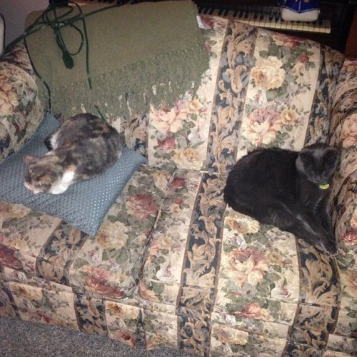 The babies! #Sophie #Oliver #cat #cats #calico #chartreux #graycat