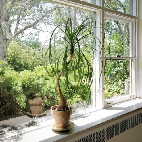 Look at the growth structure of this ponytail palm (Beaucarnea recurvata): the stem has been growing