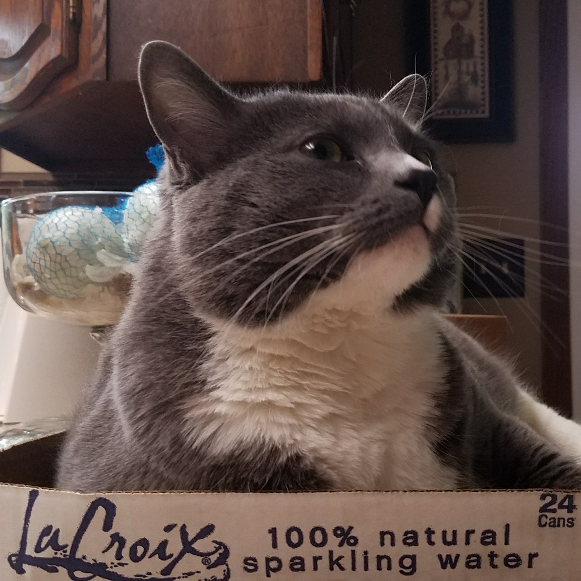 CATANIST
