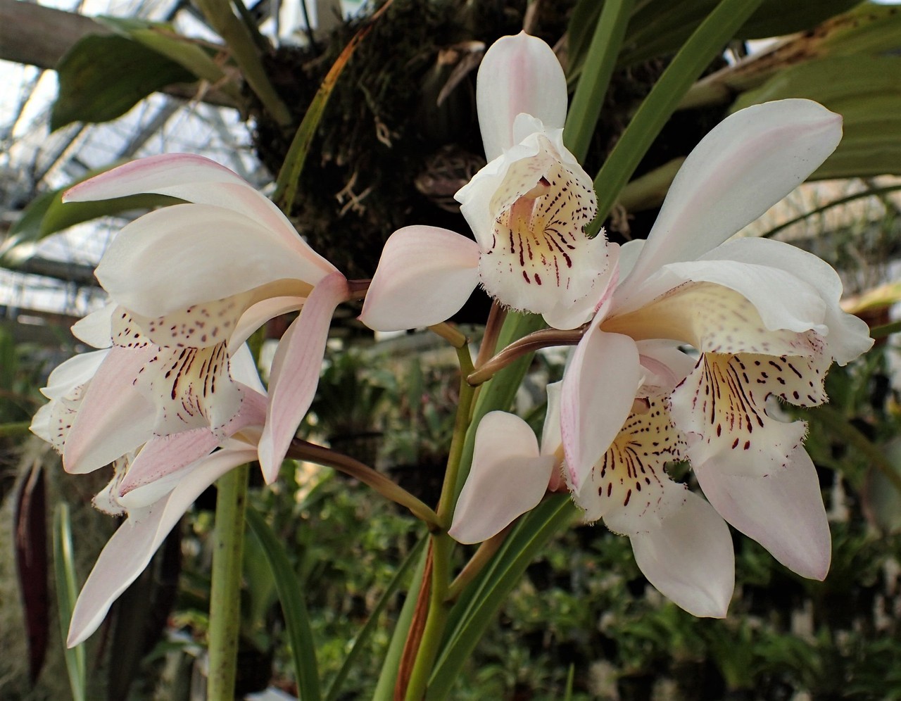 orchid-a-day: Cymbidium wenshanense Syn.: Cymbidium  quinquelobum; Cymbidium wenshanese