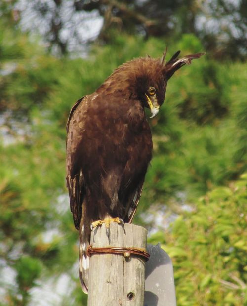 A kinda-sorta-not-quite #FalconFriday, but an amazing raptor nonetheless…Long-crested Eagle, spotted
