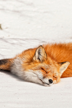 wolverxne:  Red Fox Sleeping in snow | by: