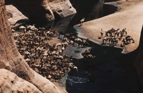 thoughtsforbeees:Guelta D’Archei // Ennedi, Chad (ft. one of the ever elusive and last remaining Wes