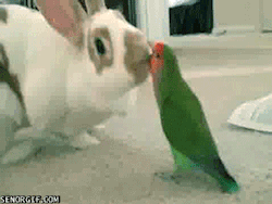 failsnet:  Tumblr Fails.net - Bunny Inpects Bird  InterracialDel de verdad