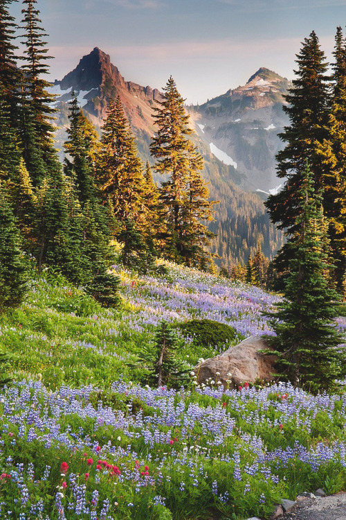theencompassingworld: Mount Rainer National Park, Washington | by Richard Hatman