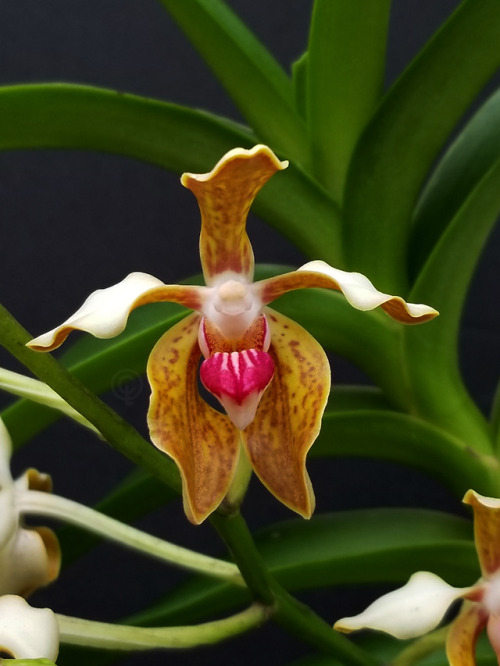 Vanda Lauren Gardiner (tessellata “pink lip” x cristata) {Hybrid}