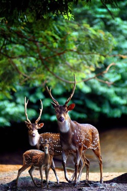 Freeze Frame (Roe Deer)