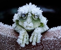 sixpenceee:  Each September the Alaskan wood frogs freeze. Two-thirds of their body water turns to ice. If you picked them up, they would not move. If you bent one of their legs, it would break. Their hearts stop beating, their blood no longer flows