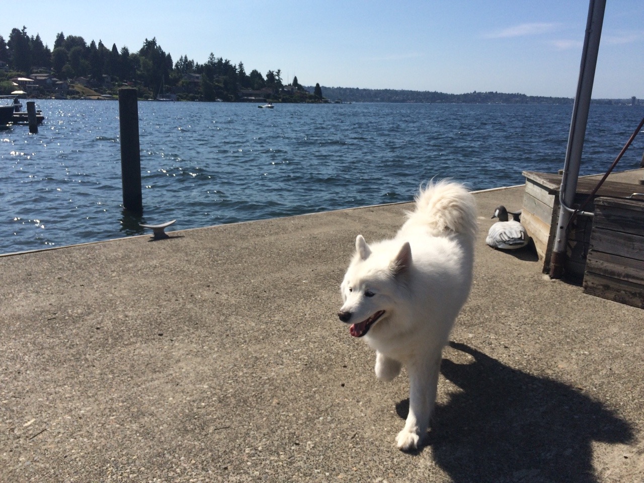 skookumthesamoyed:  A wonderful day out on Lake Washington! Of course no day out