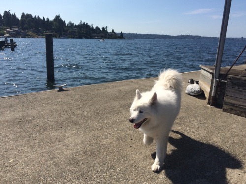 skookumthesamoyed:  A wonderful day out on Lake Washington! Of course no day out on the boat would be complete without Skookum freaking out and refusing to jump off the boat and Jason having to carry him :)