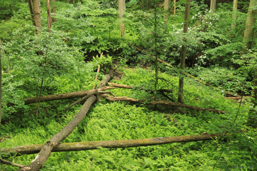 Blinded by the green: a walk through the summer forest.