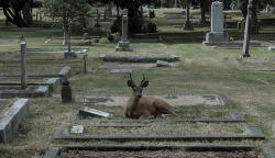 tigerliliesinthebathtub: sixpenceee: Deer spotted resting on a grave a.k.a. forest spirit visiting an old human friend. 