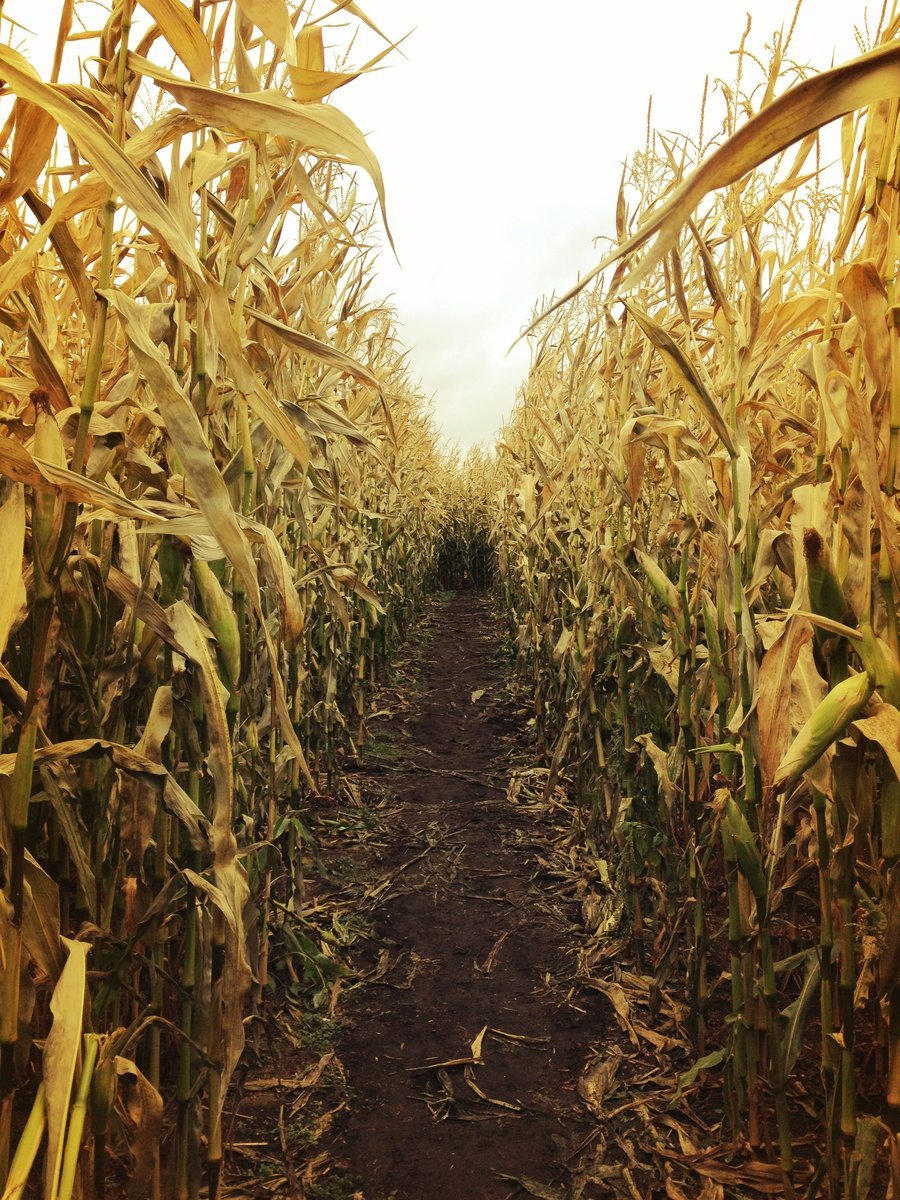 dannnijay:  Corn Maze by drumattica &gt;&gt; &gt;&gt; ◺ Adventure,