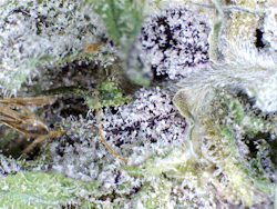 Cannaweed420:  Discover How To Grow Your Pot Here