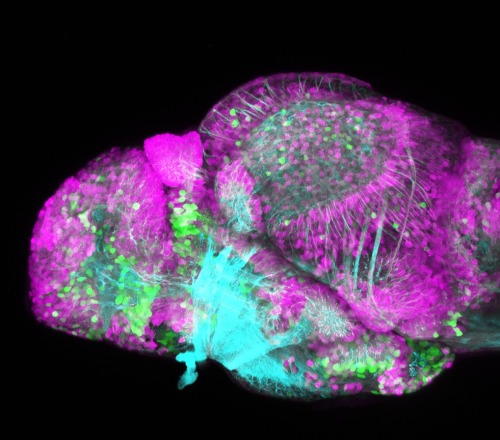 Estrogens alleviate hyperactivity in &lsquo;autistic&rsquo; zebrafishThe female sex hormone estrogen