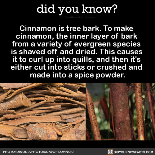 did-you-kno: Cinnamon is tree bark. To make adult photos