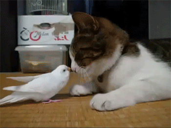 sizvideos:  Bird wakes his best friend…a cat! - Video 