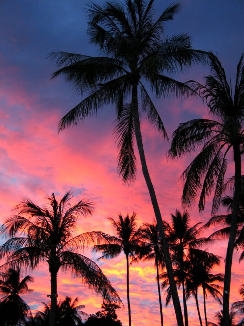 highschoolhottie: Palm Trees in the sunset, Koh Samui by stuart hamilton