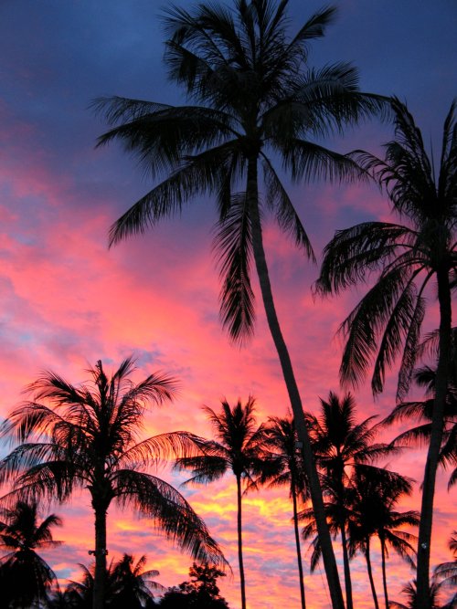 highschoolhottie:  Palm Trees in the sunset, Koh Samui by stuart hamilton