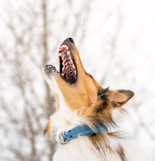 rough collie