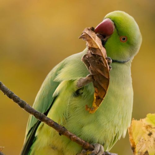 Another of the ring-necked parakeets in the grounds around @wollatonhall   .  .  #ringneckparakeet #