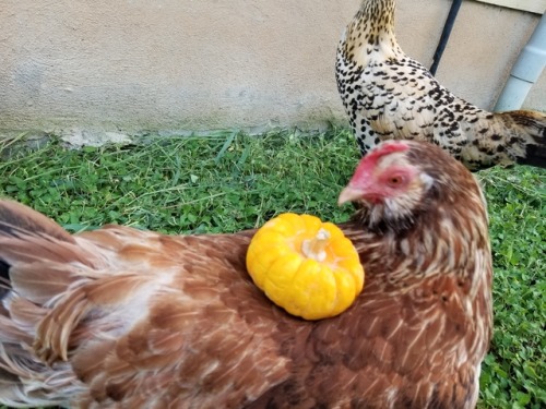 chickenkeeping:happy halloween